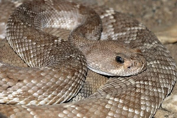 Red Diamond-backed Rattlesnake
