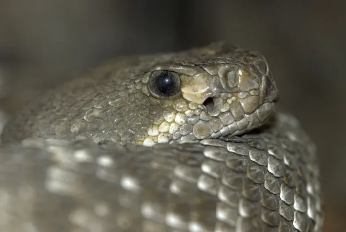 Framed Print : Red Diamond Rattlesnake. Close up of head from side. California, USA Framed Print : Red Diamond Rattlesnake. Close up of head from side. California, USA