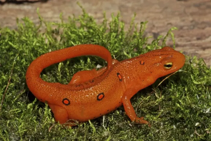 Framed Print : Red Eft - Terrestrial Form of Red-Spotted Newt (Notophthalmus viridescens viridescens) - New York - USA Framed Print : Red Eft - Terrestrial Form of Red-Spotted Newt (Notophthalmus viridescens viridescens) - New York - USA