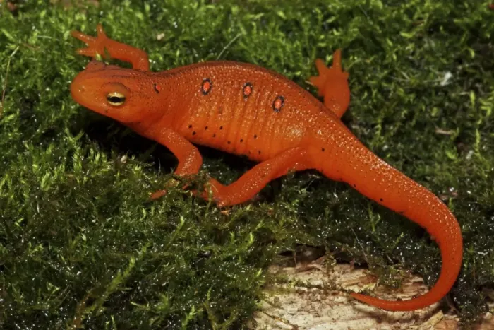 Framed Print : Red Eft - Terrestrial Form of Red-Spotted Newt (Notophthalmus viridescens viridescens) - New York - USA Framed Print : Red Eft - Terrestrial Form of Red-Spotted Newt (Notophthalmus viridescens viridescens) - New York - USA