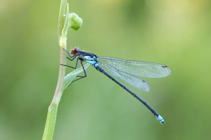 Framed Print : Red Eyed Damselfly - male resting on vegetation - July - Cannock - Staffordshire - England Framed Print : Red Eyed Damselfly - male resting on vegetation - July - Cannock - Staffordshire - England