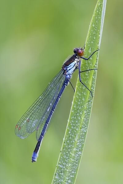 Red Eyed Damselfly - male resting on Yellow Flag leaf - August - Cannock - Staffordshire - England