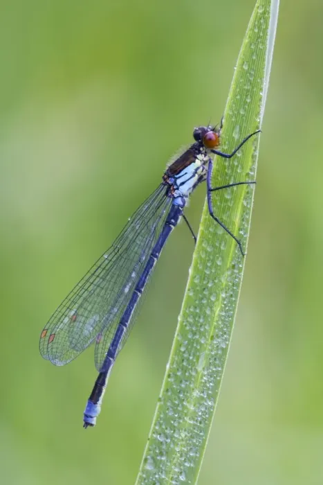 Framed Print : Red Eyed Damselfly - male resting on Yellow Flag leaf - August - Cannock - Staffordshire - England