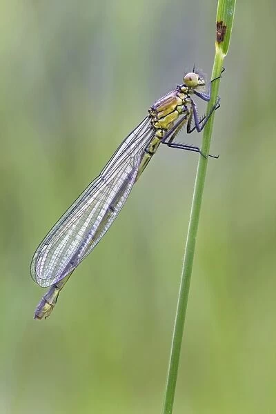 Red Eyed Damselfly - newly emerged and still in its teneral state - August - Cannock - Staffordshire - England