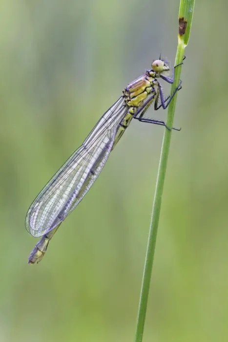 Framed Print : Red Eyed Damselfly - newly emerged and still in its teneral state - August - Cannock - Staffordshire - England Framed Print : Red Eyed Damselfly - newly emerged and still in its teneral state - August - Cannock - Staffordshire - England