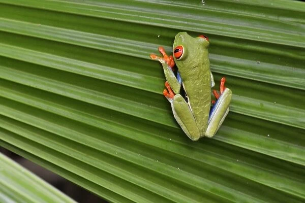 Red-eyed  /  Gaudy Leaf Treefrog, Costa Rica