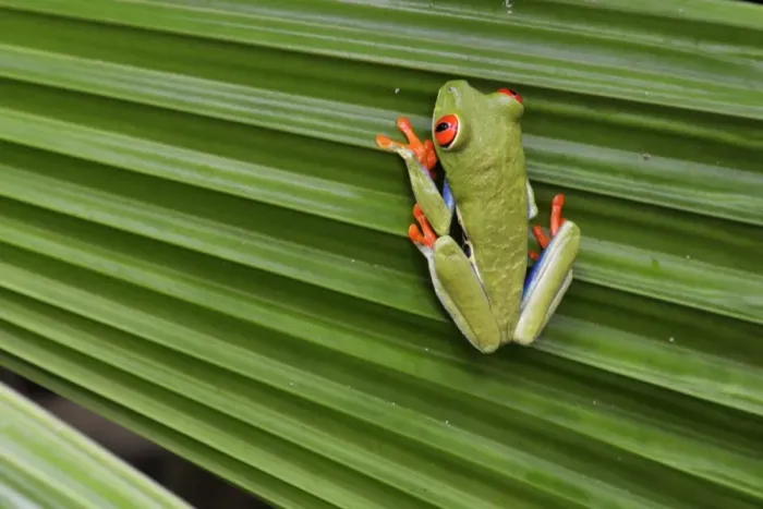 Framed Print : Red-eyed / Gaudy Leaf Treefrog, Costa Rica Framed Print : Red-eyed / Gaudy Leaf Treefrog, Costa Rica