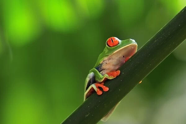 Red-eyed  /  Gaudy Leaf Treefrog. Costa Rica