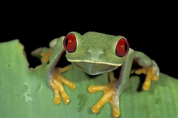 Red-eyed Leaf Frog - Cahuita National Park - Costa Rica