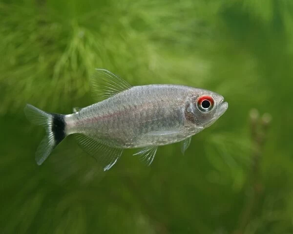 Red eyed tetra  /  Yellow banded moenkhausia – side view, tropical freshwaters America 002795