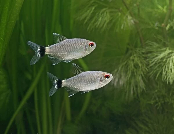 Red eyed tetra  /  Yellow banded moenkhausia – side view tropical freshwaters America 002791