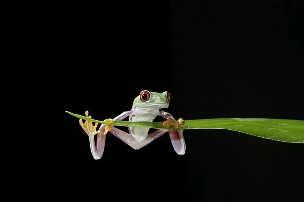 Red eyed tree frog – balanced on reed – South and Central America 003149