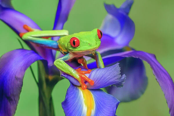 Red-eyed tree frog climbing on iris flower. Date: 31-12-1999