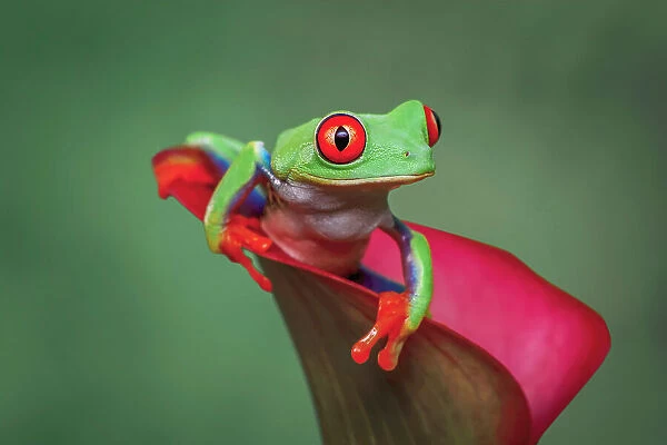 Red-eyed tree frog Date: 31-12-1999