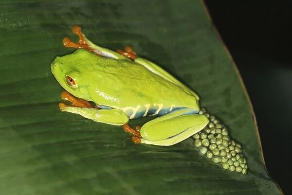 Red-eyed Tree Frog  /  Gaudy Leaf-frog