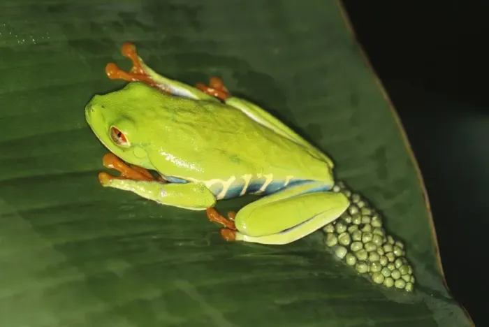 Framed Print : Red-eyed Tree Frog / Gaudy Leaf-frog Framed Print : Red-eyed Tree Frog / Gaudy Leaf-frog