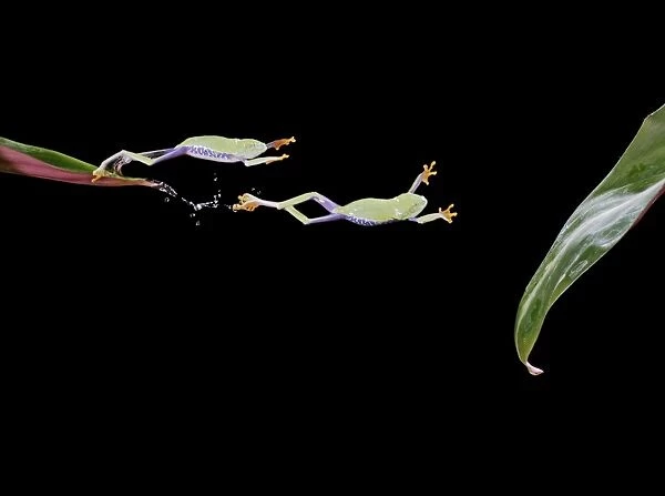 Red eyed tree frog – jumping to leaf - multiflash – South and Central America 003161