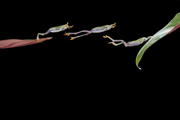 Framed Print : Red eyed tree frog – jumping to leaf - multiflash – South and Central America 003166 Framed Print : Red eyed tree frog – jumping to leaf - multiflash – South and Central America 003166