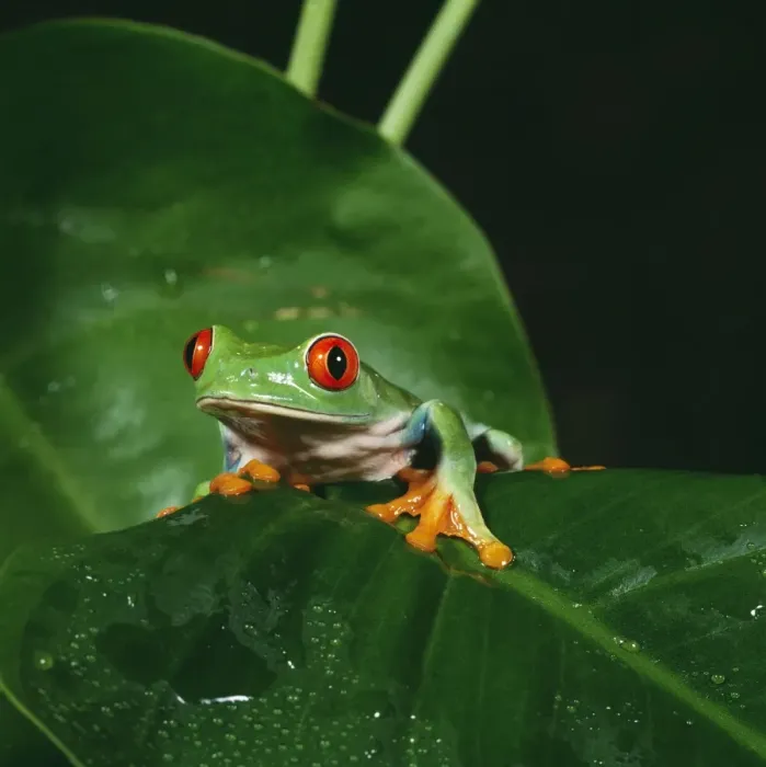 Framed Print : Red-eyed Tree Frog Panama Framed Print : Red-eyed Tree Frog Panama