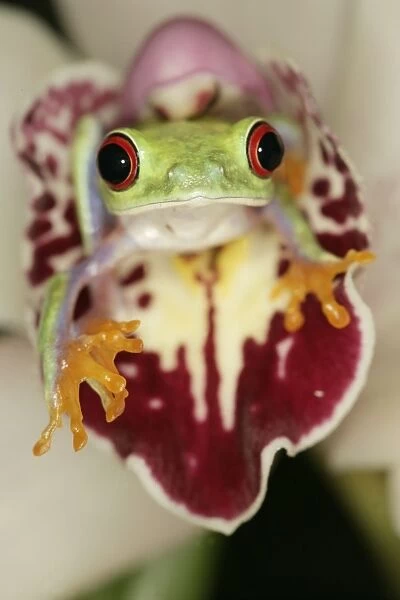 Red eyed tree frog - front view on orchid South and Central America 003043
