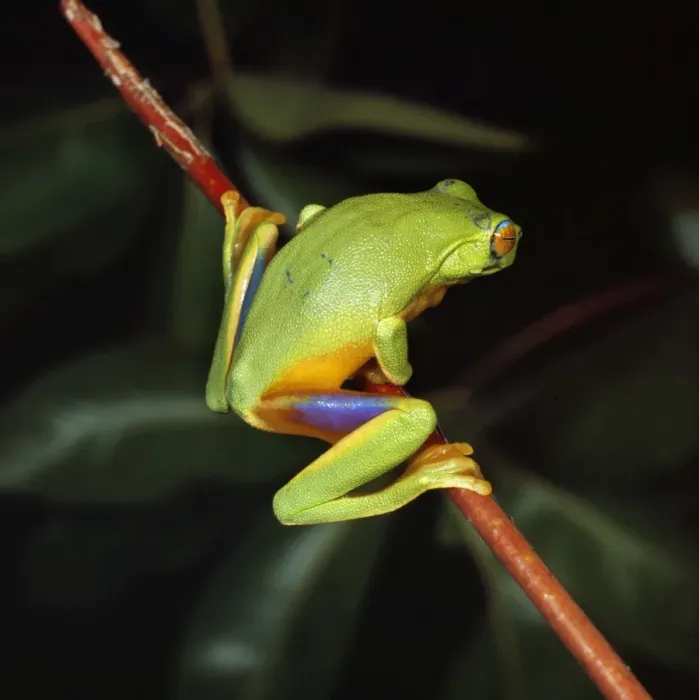 Framed Print : Red-eyed Treefrog Framed Print : Red-eyed Treefrog