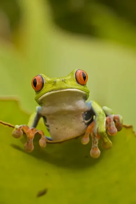 Framed Print : Red-eyed Treefrog - Costa Rica Framed Print : Red-eyed Treefrog - Costa Rica