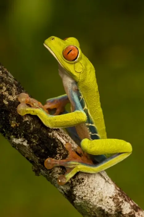Framed Print : Red-eyed Treefrog - Costa Rica Framed Print : Red-eyed Treefrog - Costa Rica