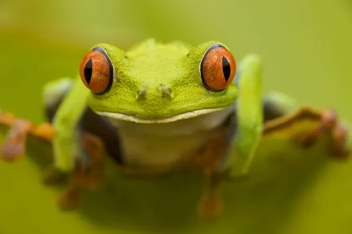 Framed Print : Red-eyed Treefrog - Costa Rica Framed Print : Red-eyed Treefrog - Costa Rica