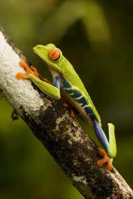 Framed Print : Red-eyed Treefrog - Costa Rica Framed Print : Red-eyed Treefrog - Costa Rica