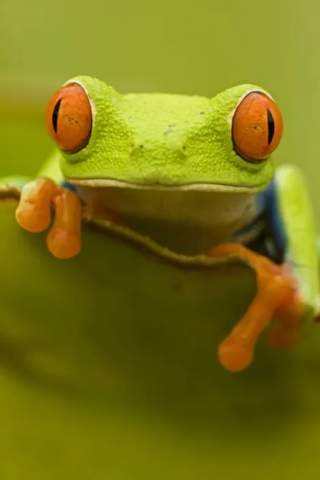 Framed Print : Red-eyed Treefrog - Costa Rica Framed Print : Red-eyed Treefrog - Costa Rica