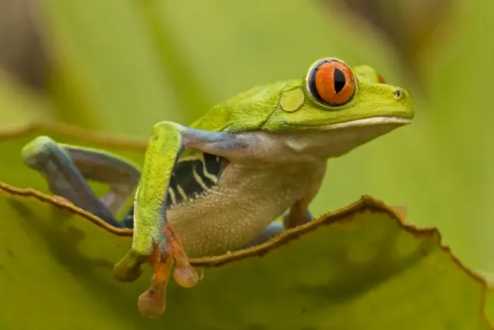 Framed Print : Red-eyed Treefrog - Costa Rica Framed Print : Red-eyed Treefrog - Costa Rica