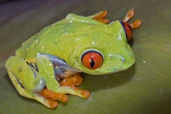 Red-eyed Treefrog - Native to South America