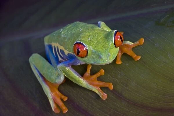 Red-eyed Treefrog - Native to South America