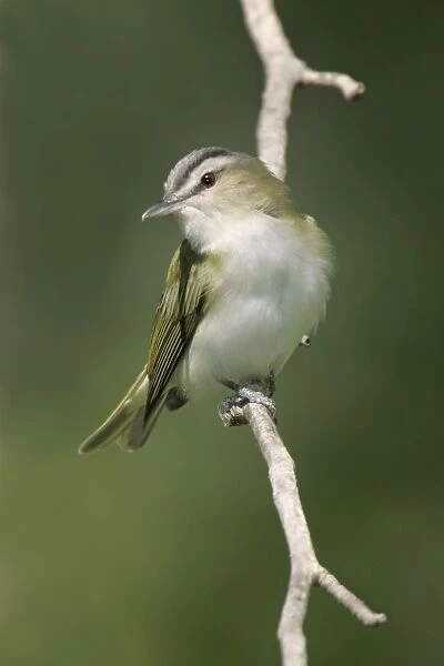 Red-eyed Vireo - On breeding territory in spring. Connecticut, USA