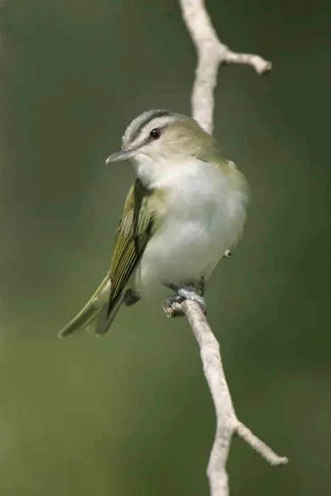 Framed Print : Red-eyed Vireo - On breeding territory in spring. Connecticut, USA