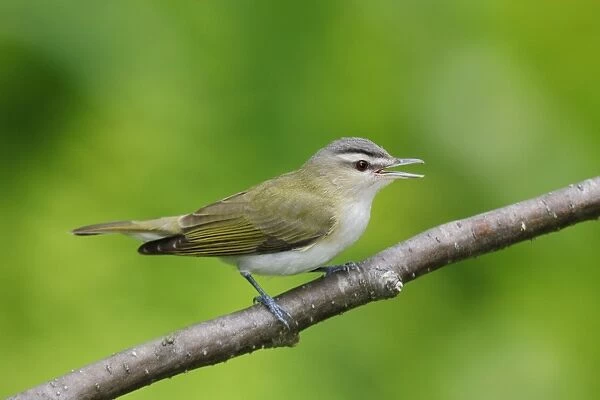 Red-eyed Vireo - on breeding territory in spring. Connecticut, USA