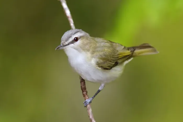 Framed Print : Red-eyed Vireo Connecticut, USA Framed Print : Red-eyed Vireo Connecticut, USA