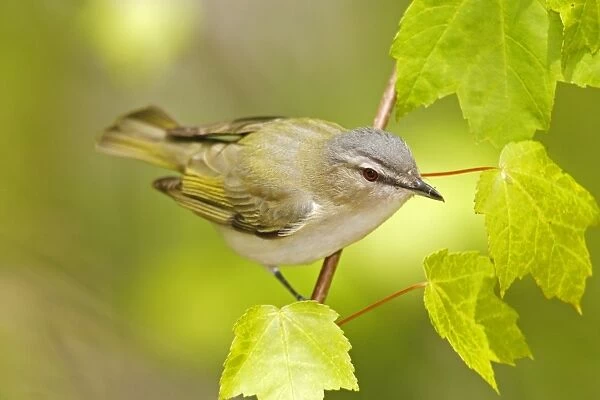 Red-eyed Vireo Connecticut, USA