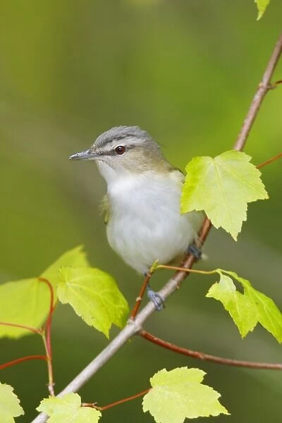 Red-eyed Vireo Connecticut, USA