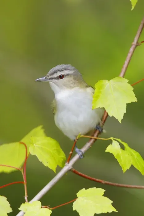 Framed Print : Red-eyed Vireo Connecticut, USA Framed Print : Red-eyed Vireo Connecticut, USA