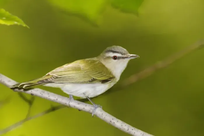 Framed Print : Red-eyed Vireo Connecticut, USA Framed Print : Red-eyed Vireo Connecticut, USA