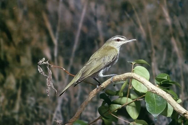 Red Eyed Vireo - perched on branch