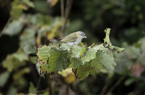 Red-eyed Vireo - vagrant - Isles of Scilly - October