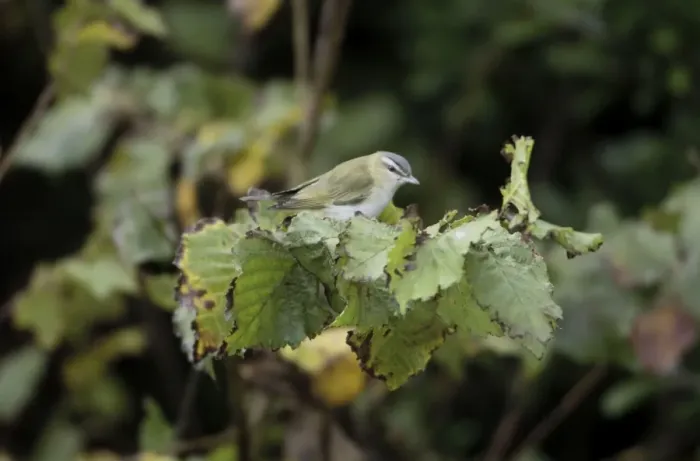 Framed Print : Red-eyed Vireo - vagrant - Isles of Scilly - October Framed Print : Red-eyed Vireo - vagrant - Isles of Scilly - October