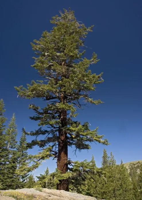 Framed Print : Red fir tree - at c. 9500 in the Sierra Nevada Framed Print : Red fir tree - at c. 9500 in the Sierra Nevada