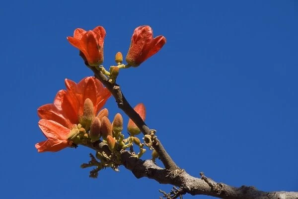 Red-flowered Kurrajong - brightly red blossoms growing on otherwise bare branches