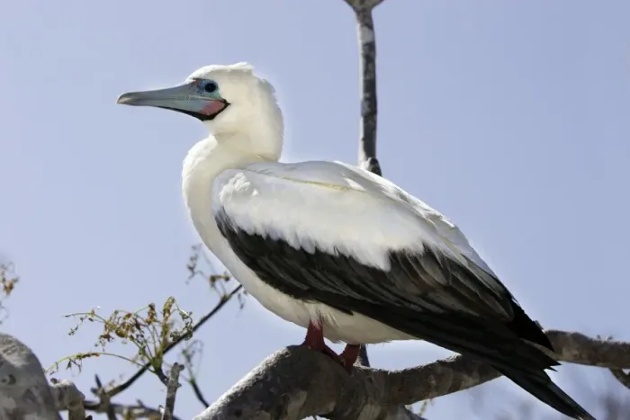 Framed Print : Red-footed Booby. Genovesa Island. Galapagos Islands Framed Print : Red-footed Booby. Genovesa Island. Galapagos Islands