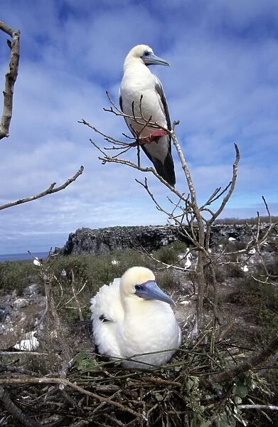 Red-footed Booby - at nest - Wolf Island Galapagos AU-1506