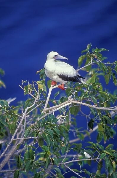 Red-footed Booby - Perched on branch - Antigua - West Indies