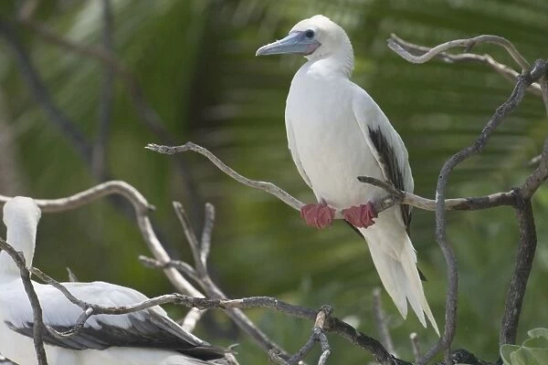 Red-footed Booby - At Pulu Keeling National Park, the northernmost atoll of the of the Cocos (Keeling) Islands, Indian Ocean